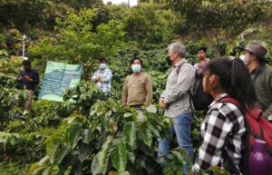 Citibanamex apoya producción de café con 70 mil mdp en 20 años