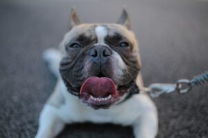 Inglaterra prohíbe los perros american bully XL no registrados tras ataques