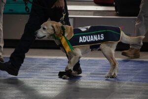 Honor a quien honor merece: Agencia Nacional de Aduanas de México jubiló a 25 sensores caninos