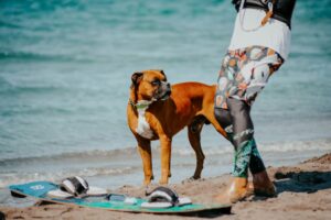 Los perros rompen olas en un concurso de surf en el norte de España