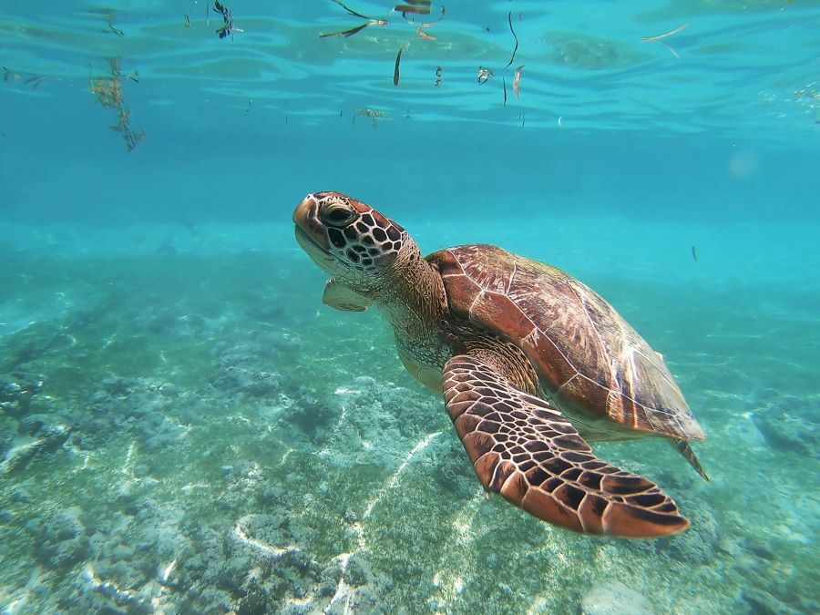 tortugas