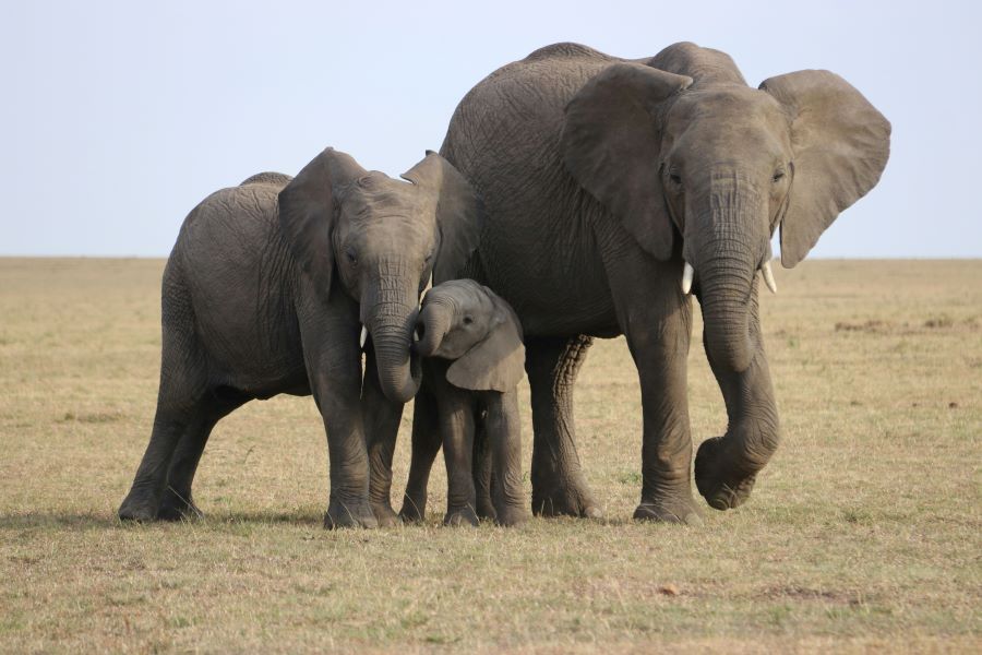 Estudio muestra que los elefantes pueden llamarse con “nombres propios”