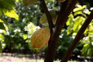 Ferrero por el Campo beneficia a 138 agricultores de cacao 