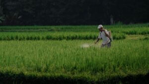 Las ciudades chinas sufren un calor récord y las regiones arroceras están amenazadas