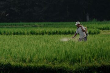 China calor arroz