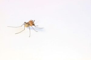 Un laboratorio español esteriliza mosquitos para combatir la propagación del dengue