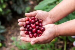 Starbucks refrenda su compromiso con caficultores mexicanos