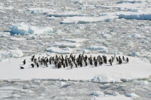 Un pingüino tímido y maloliente gana el premio al ave del año en Nueva Zelanda