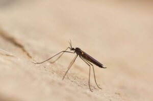 Novartis obtiene la aprobación del primer medicamento contra la malaria para bebés