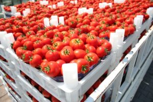 México fija precios mínimos de exportación para el tomate fresco tras fin de acuerdo con EE UU