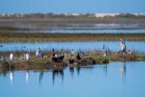 Los Cabos se convierte en Bird City y celebra su primer Festival Internacional de las Aves