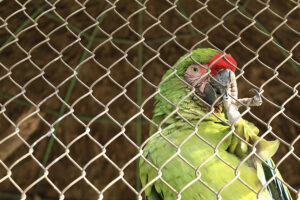 La Expansión sin Precedentes de las Redes de Tráfico de Especies