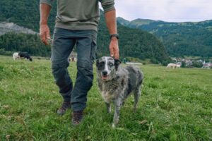 Cuidado Animal: El sector apuesta por un futuro más humano, responsable y sostenible