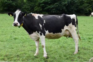 Alpura destaca el valor nutricional y económico de la leche en el Día Mundial de la Leche