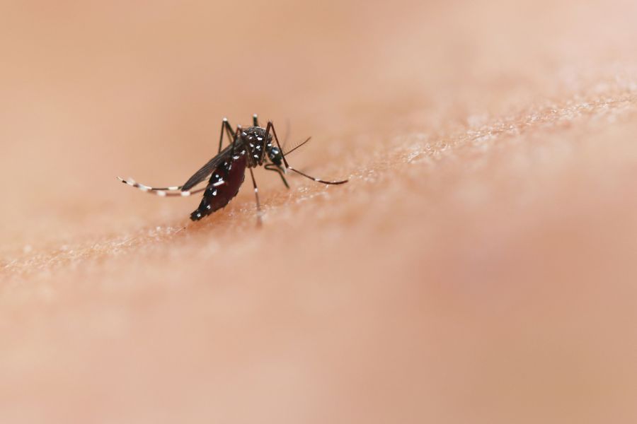 Malaria
