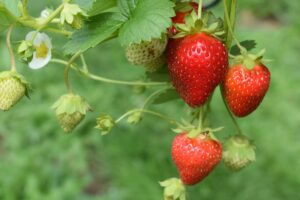 La resolución preliminar de Estados Unidos sobre dumping en la fresa mexicana amenaza a casi 5,000 productores y unos 151,000 empleos vinculados al cultivo.